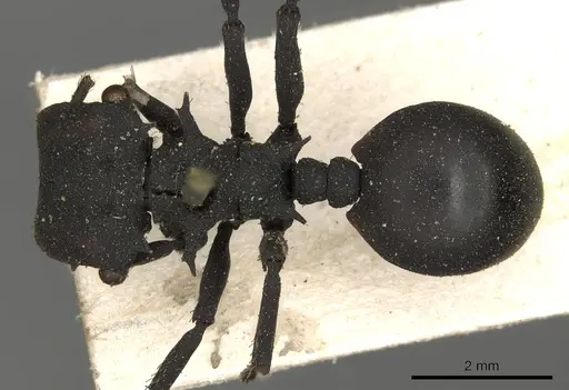 Cephalotes oculatus specimen CASENT0900232 image casent0900232_1