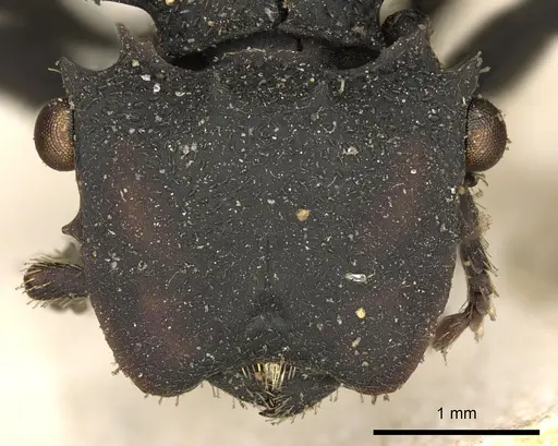 Cephalotes oculatus specimen CASENT0900232 image casent0900232_2