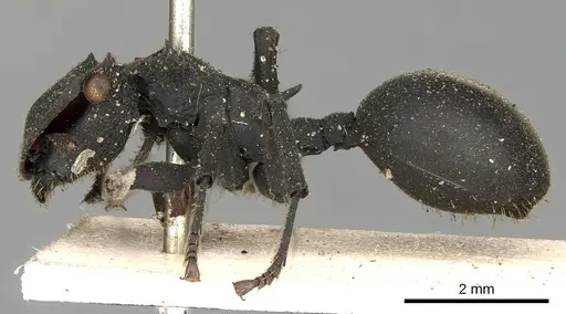 Cephalotes oculatus specimen CASENT0900232 image casent0900232_3