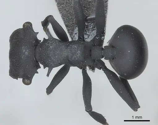 Cephalotes opacus specimen CASENT0217839 image casent0217839_1