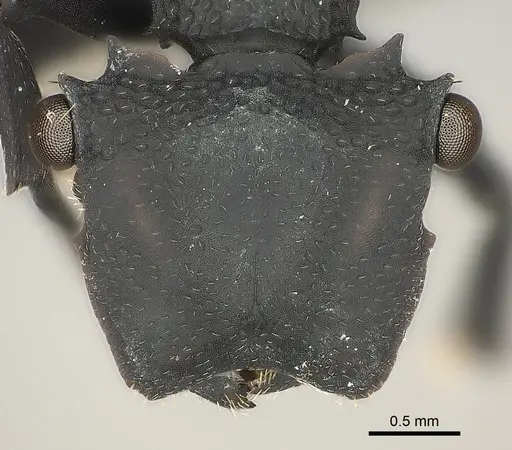 Cephalotes opacus specimen CASENT0217839 image casent0217839_2