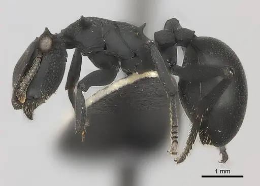 Cephalotes opacus specimen CASENT0217839 image casent0217839_3