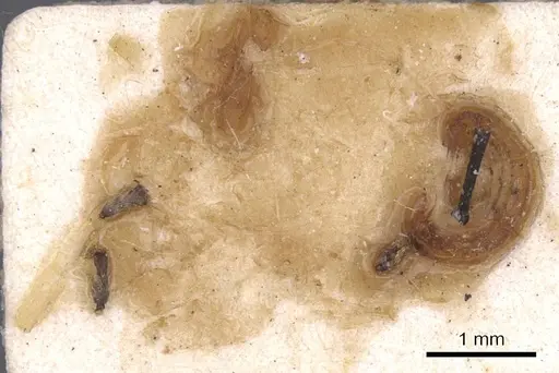 Cephalotes opacus specimen CASENT0912584 image casent0912584_1
