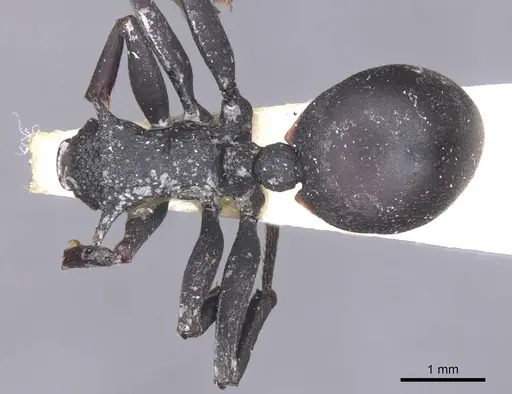 Cephalotes opacus specimen CASENT0912585 image casent0912585_1