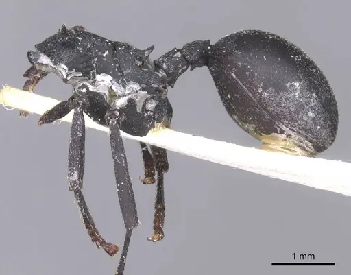 Cephalotes opacus specimen CASENT0912585 image casent0912585_2
