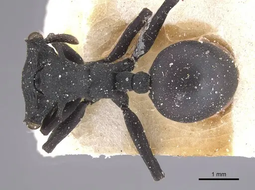 Cephalotes opacus specimen CASENT0915360 image casent0915360_1