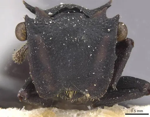 Cephalotes opacus specimen CASENT0915360 image casent0915360_2