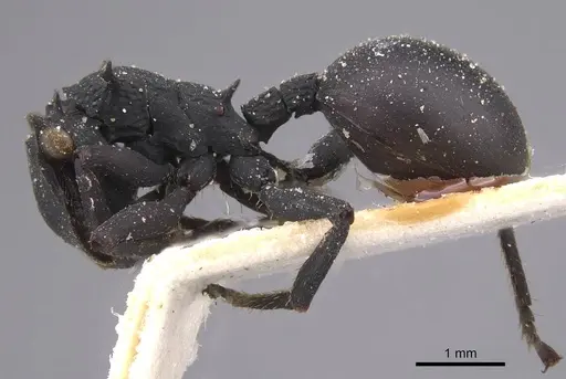 Cephalotes opacus specimen CASENT0915360 image casent0915360_3