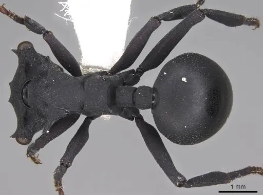 Cephalotes opacus specimen CASENT0922510 image casent0922510_1