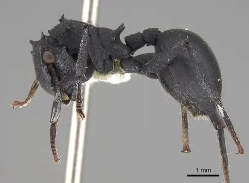 Cephalotes opacus specimen CASENT0922510 image casent0922510_3
