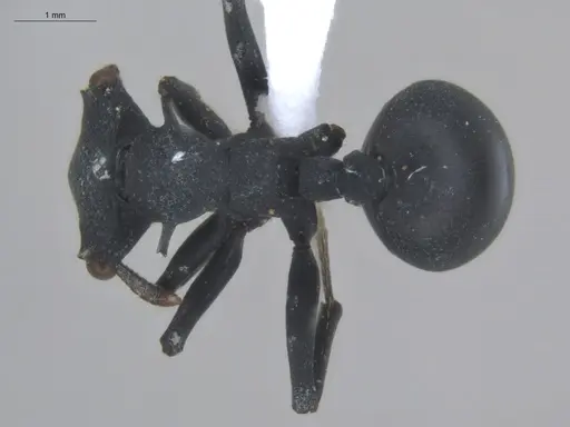 Cephalotes opacus specimen ECOFOG-SL13-1200-08 image ecofog-sl13-1200-08_1