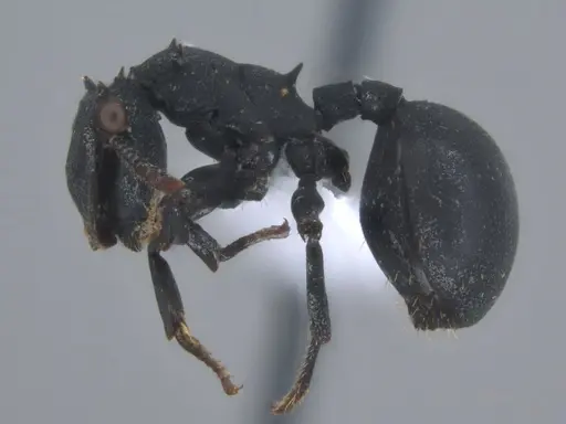 Cephalotes opacus specimen ECOFOG-SL13-1200-08 image ecofog-sl13-1200-08_3