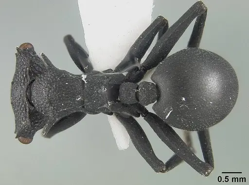 Cephalotes opacus specimen USNMENT01124225 image usnment01124225_1