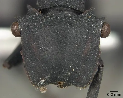 Cephalotes opacus specimen USNMENT01124225 image usnment01124225_2