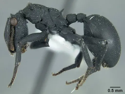 Cephalotes opacus specimen USNMENT01124225 image usnment01124225_3