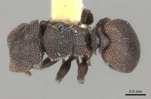 Cephalotes pallens specimen CASENT0217840 image casent0217840_1