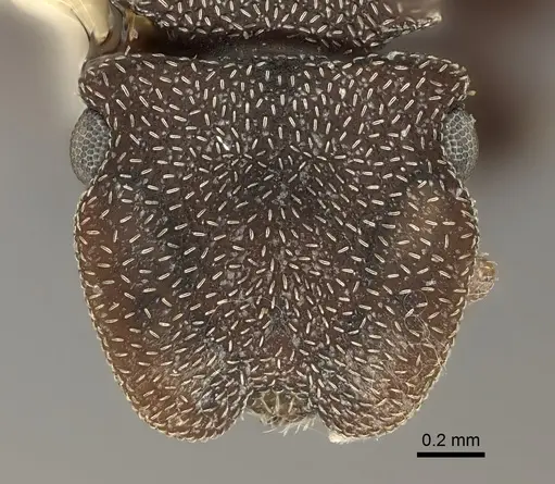 Cephalotes pallens specimen CASENT0217840 image casent0217840_2