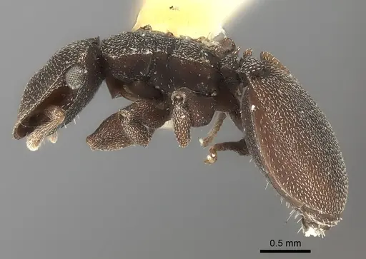 Cephalotes pallens specimen CASENT0217840 image casent0217840_3