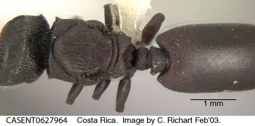 Cephalotes pallens specimen CASENT0627964 image casent0627964_1