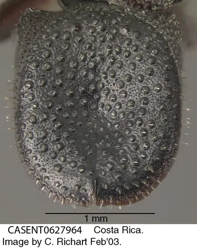 Cephalotes pallens specimen CASENT0627964 image casent0627964_2