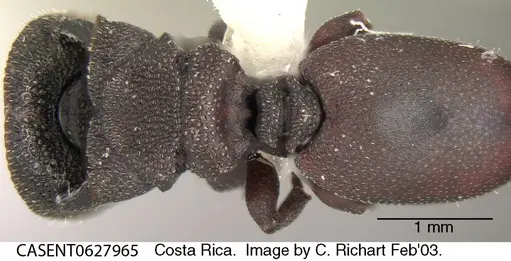 Cephalotes pallens specimen CASENT0627965 image casent0627965_1