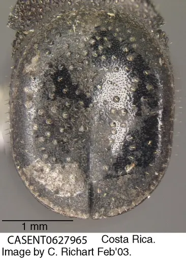 Cephalotes pallens specimen CASENT0627965 image casent0627965_2