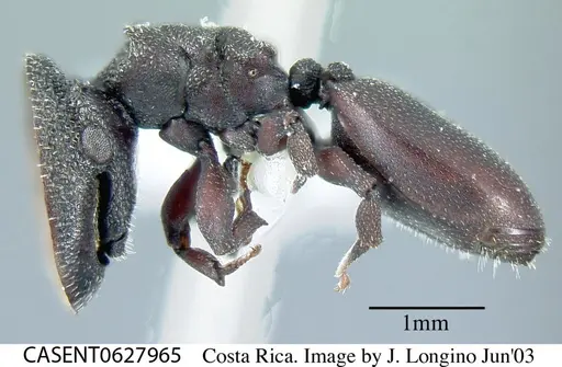 Cephalotes pallens specimen CASENT0627965 image casent0627965_3