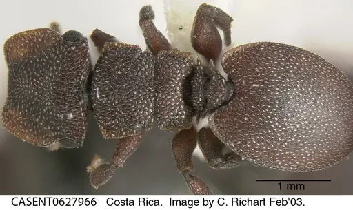 Cephalotes pallens specimen CASENT0627966 image casent0627966_1