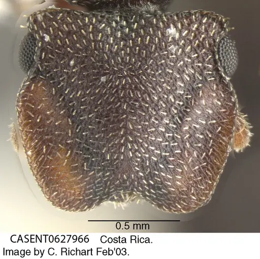 Cephalotes pallens specimen CASENT0627966 image casent0627966_2