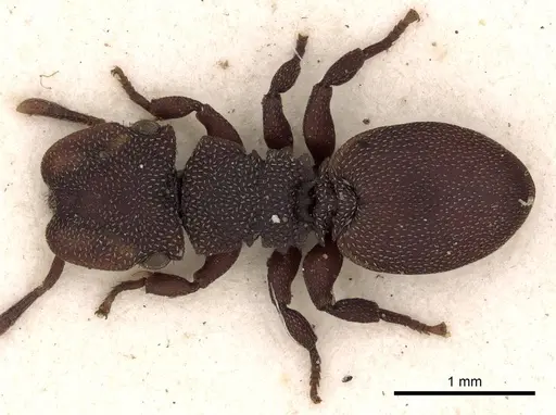 Cephalotes pallens specimen CASENT0900252 image casent0900252_1