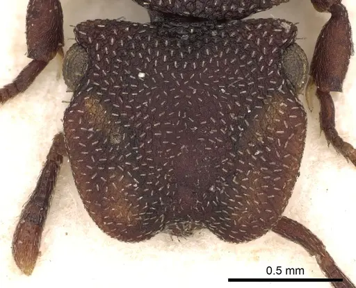 Cephalotes pallens specimen CASENT0900252 image casent0900252_2