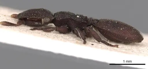 Cephalotes pallens specimen CASENT0900252 image casent0900252_3