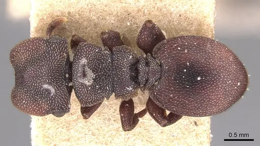 Cephalotes pallens specimen CASENT0904929 image casent0904929_1