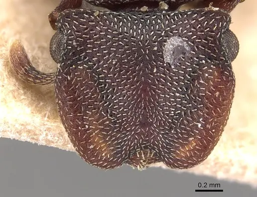 Cephalotes pallens specimen CASENT0904929 image casent0904929_2