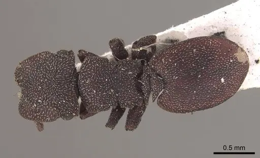 Cephalotes pallens specimen CASENT0919602 image casent0919602_1