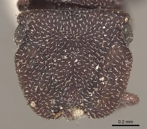 Cephalotes pallens specimen CASENT0919602 image casent0919602_2