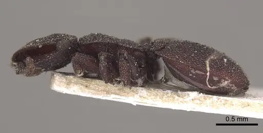 Cephalotes pallens specimen CASENT0919602 image casent0919602_3