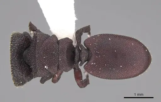 Cephalotes pallens specimen CASENT0922512 image casent0922512_1