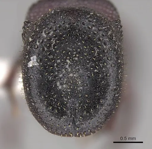 Cephalotes pallens specimen CASENT0922512 image casent0922512_2