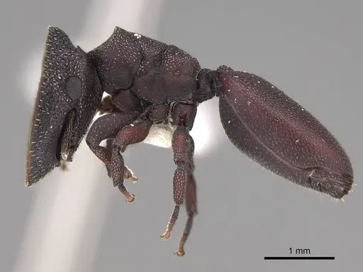 Cephalotes pallens specimen CASENT0922512 image casent0922512_3