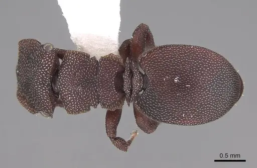 Cephalotes pallens specimen CASENT0922513 image casent0922513_1