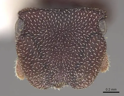 Cephalotes pallens specimen CASENT0922513 image casent0922513_2
