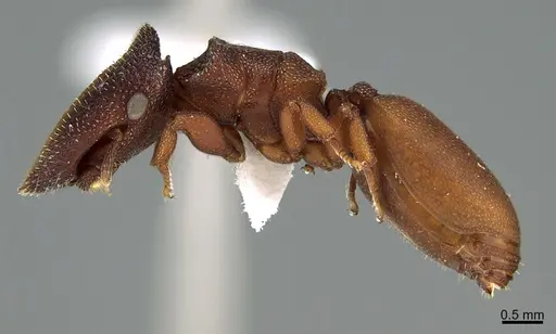 Cephalotes pallens specimen CASENT0923583 image casent0923583_1