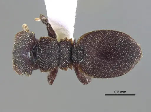 Cephalotes pallens specimen CBUMAGENT41990 image cbumagent41990_1