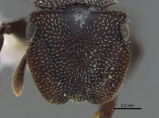 Cephalotes pallens specimen CBUMAGENT41990 image cbumagent41990_2