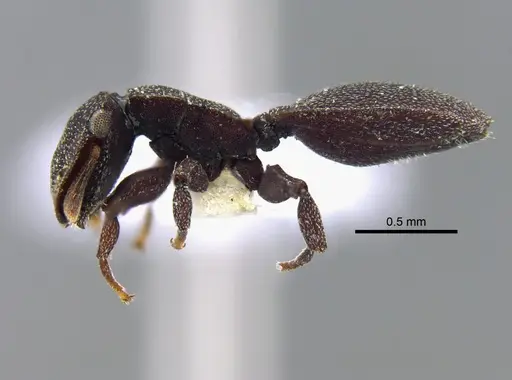 Cephalotes pallens specimen CBUMAGENT41990 image cbumagent41990_3