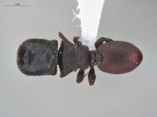 Cephalotes pallens specimen ECOFOG-HC-0034-S image ecofog-hc-0034-s_1