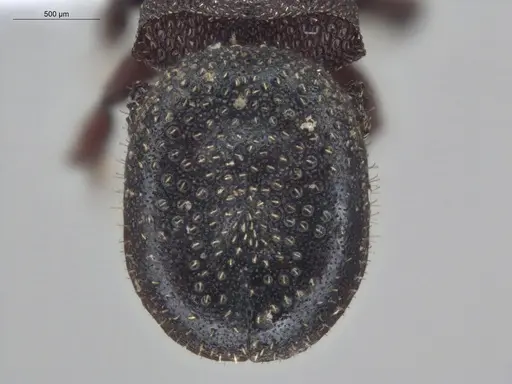 Cephalotes pallens specimen ECOFOG-HC-0034-S image ecofog-hc-0034-s_2