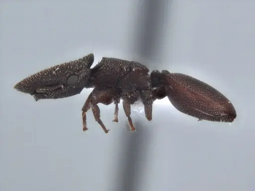 Cephalotes pallens specimen ECOFOG-HC-0034-S image ecofog-hc-0034-s_3