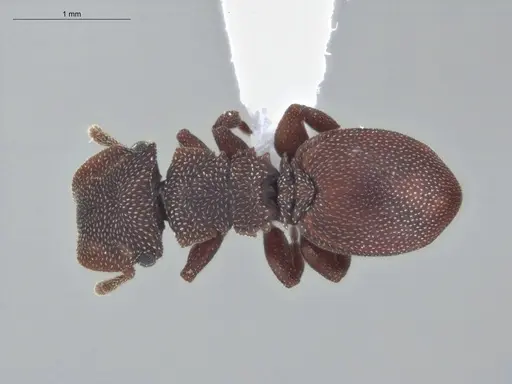 Cephalotes pallens specimen ECOFOG-HC-0034 image ecofog-hc-0034_1